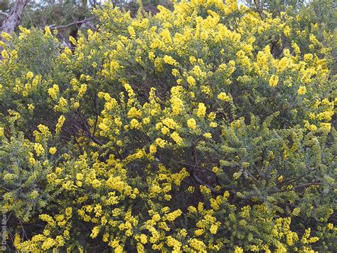Acacia Acinacea