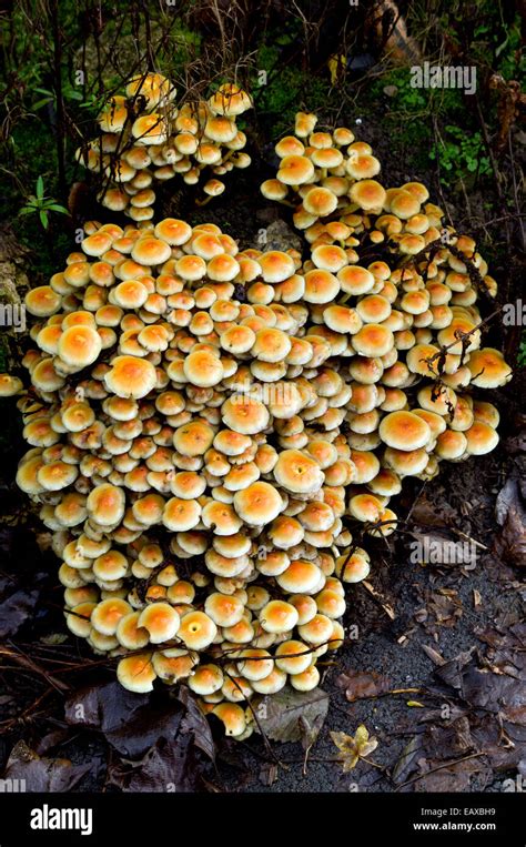 Masa De Hongos Hypholoma Fasciculare Que Crecen En El Viejo Tronco De