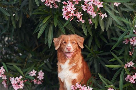 cute dog breeds   melt  heart chewy