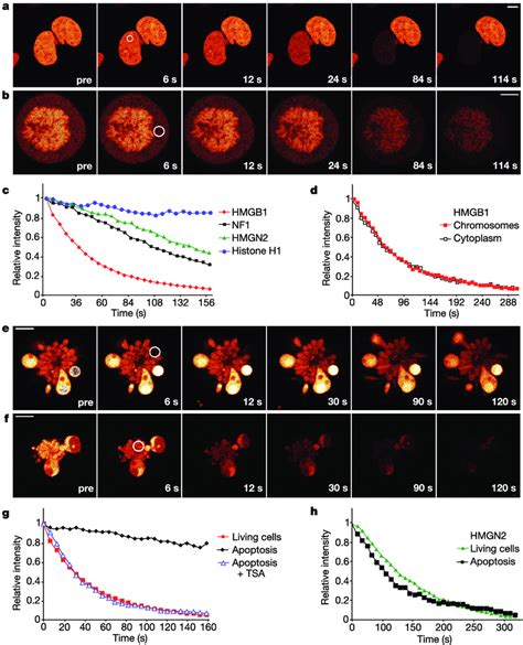 Hmgb1 Dynamics In Living And Apoptotic Cells A C Flip Imaging A