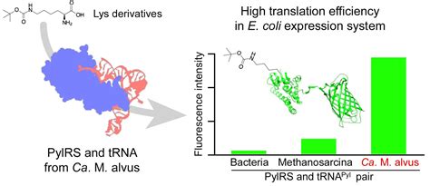 Molecules Free Full Text Pyrrolysyl Trna Synthetase With A Unique