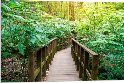 Pvc Schuimplaat Houten Bruggetje Door De Planten In Het Bos X