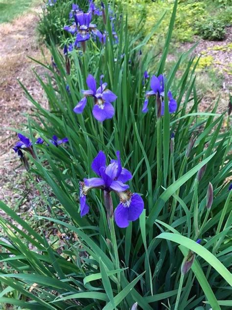 Iris Sibirica Siberian Flag Siberian Iris North Carolina Extension