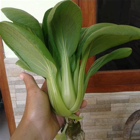 tanaman pakcoy perumperindocoid
