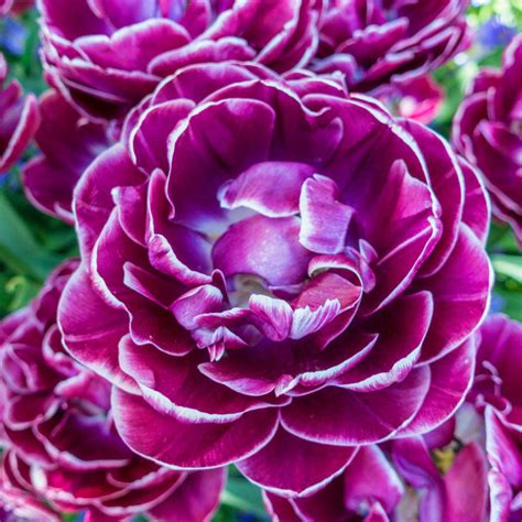 Shop Dream Touch Tulip Online | Spring Bulbs Sale | Breck's