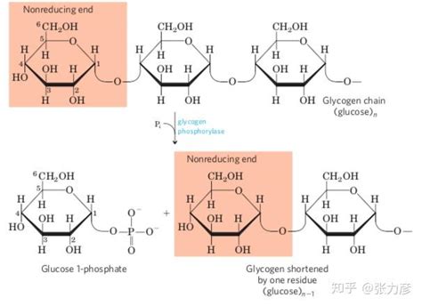 糖代谢四糖原的代谢 知乎