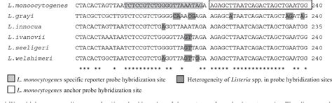 Figure 1 From Rapid Real Time PCR Detection Of Listeria Monocytogenes