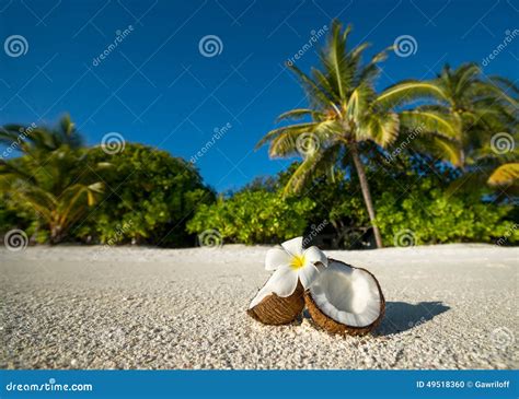 Noix De Coco Ouverte Sur La Plage Sablonneuse De L Le Tropicale Photo