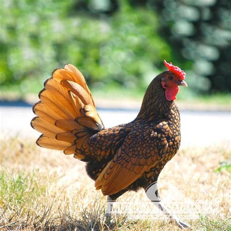 Murray Mcmurray Hatchery Golden Sebright Bantams