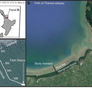 rapid transition  sediment consolidation   expanding mangrove