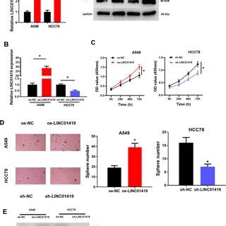 LINC01419 Is Up Regulated In LUAD A Expression Analysis Of LINC01419