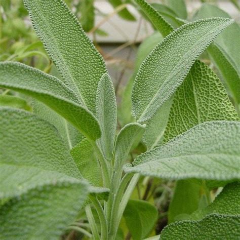 Broad Leaf Sage Seeds Salvia Officinalis Packet Of 25 Seeds Palm