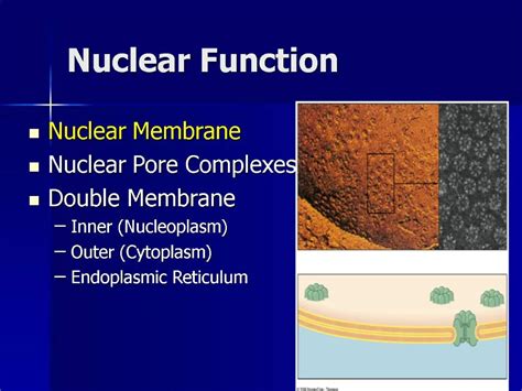 PPT - Nuclear Function PowerPoint Presentation, free download - ID:1174891