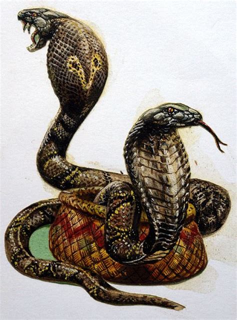 King Cobra by Harry Green at the Illustration Art Gallery | King cobra ...