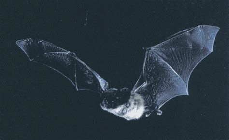 Gray bat - Alchetron, The Free Social Encyclopedia