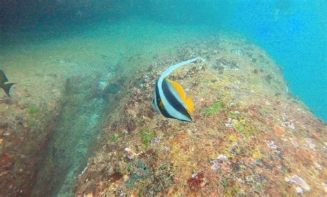 Snorkeling In Hikkaduwa Sri Lanka Getmyboat