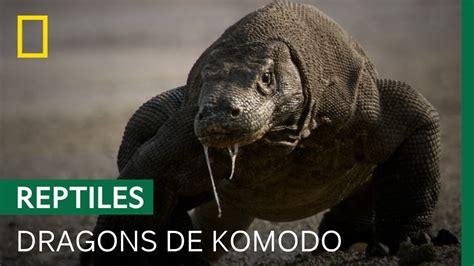 Documentaire | Les dragons de Komodo, créatures aussi fascinantes que