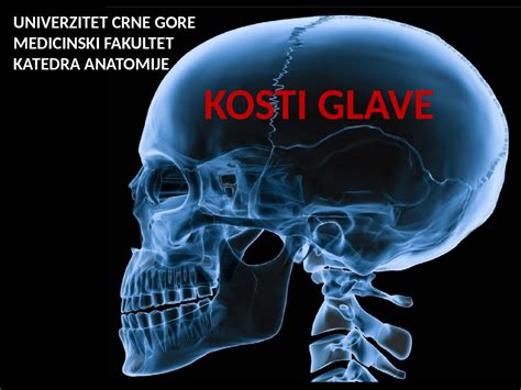 Anatomija Kosti Glave I Vrata Slajdovi Predlog Anatomija čoveka