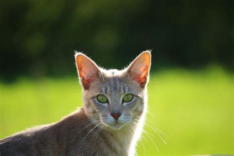 Foto De Gato De Raça - 7
