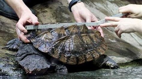 Une nouvelle espèce de tortue dinosaure découverte RTBF Actus