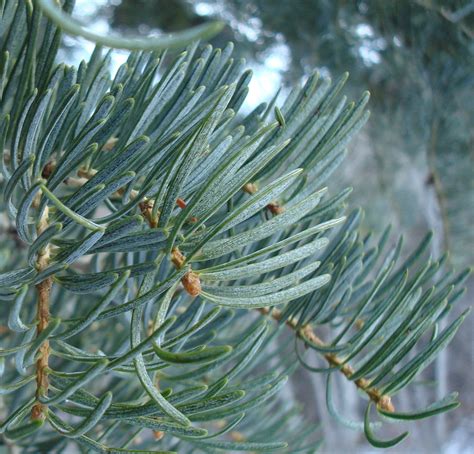 Utahs Conifer Trees Wild About Utah