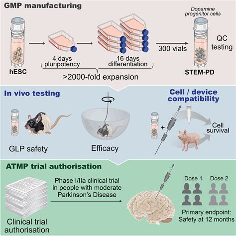 Preclinical Quality Safety And Efficacy Of A Human Embryonic Stem