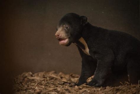 First sun bear cub to be born in the UK emerges from den - ITV News