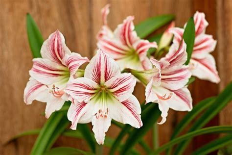 How To Plant Grow And Care For Amaryllis All Year Round