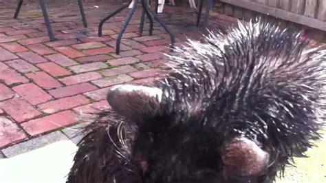 Wet Black Pussy MOV YouTube