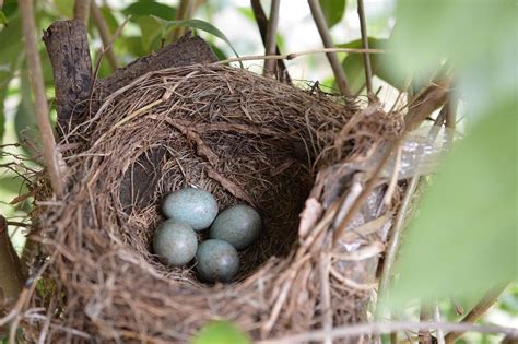 Nido De Pájaro Ave Los · Foto Gratis En Pixabay