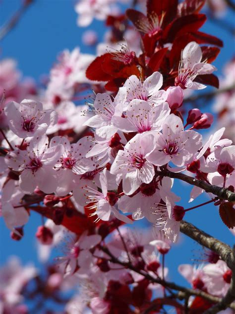 cherry tree cherry blossom  pixabay