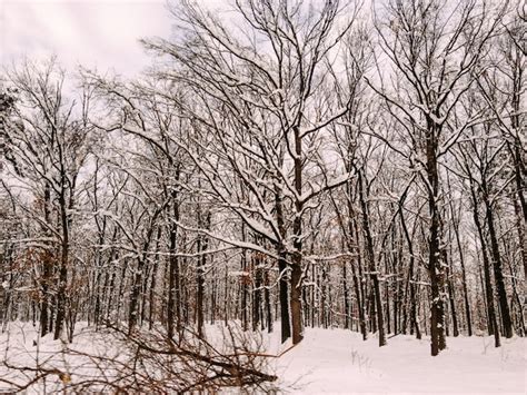 Premium Photo | Snowy trees