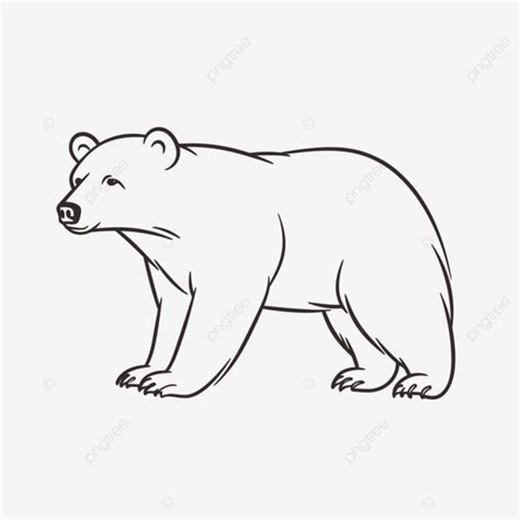 Drawing Of A Polar Bear Drawing On A White Background Outline Sketch