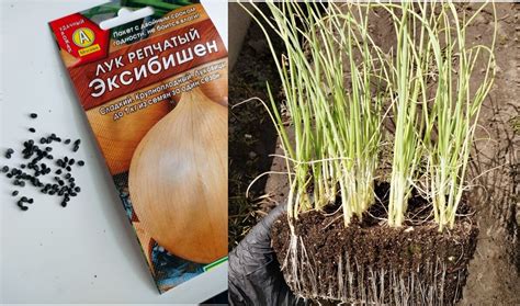 Когда сею лук Эксибишн на рассаду. Что нужно для получения хорошей ...
