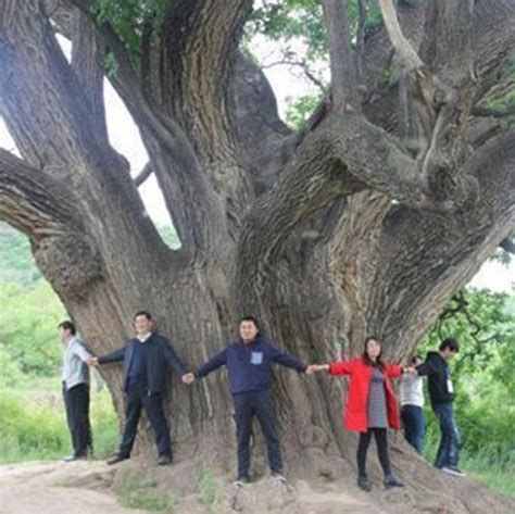 Старейшее дерево Китая В Китае обнаружили дерево, которому более 30 ...