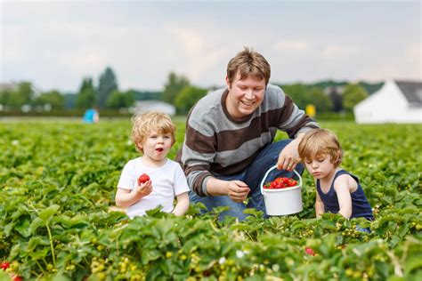 Experience Carlsbad Strawberry Picking Season Beachfront Only