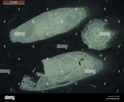 Syntype Protista Hi Res Stock Photography And Images Alamy