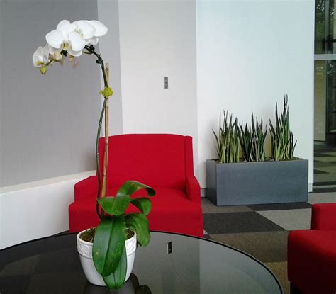 Phillips Interior Plants Indoor Landscaping Services Chicago Suburbs