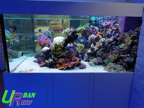 Aquarium R Cifal Chez Urban Reef Corals L R Cifal News