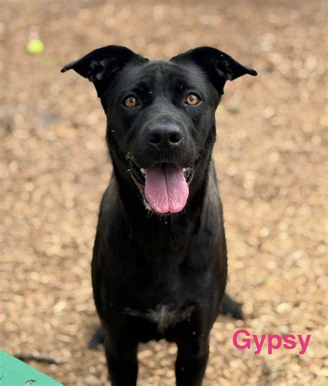 These cats and dogs are up for adoption at Jacksonville-area shelters