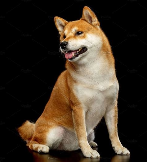 Shiba inu dog featuring shiba, inu, and dog | Shiba inu, Shiba inu dog ...