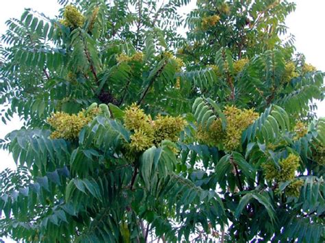 Как выглядят семена ясеня - Советы домашнему мастеру о ремонте и ...