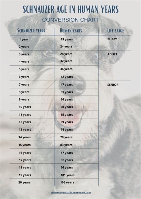 Schnauzer Age in Human Years: Calculate Schnauzer Human Age