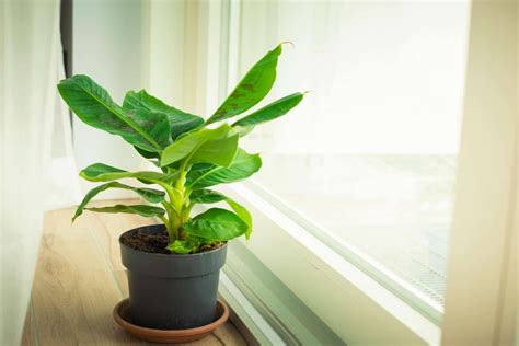 Kamerplanten Soorten Mijnplant