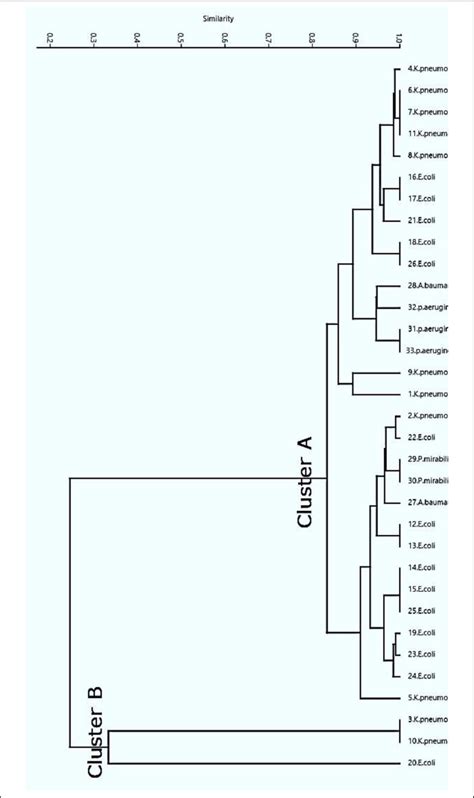 The Hierarchy Dendrogram Clarifies The Relationship Between