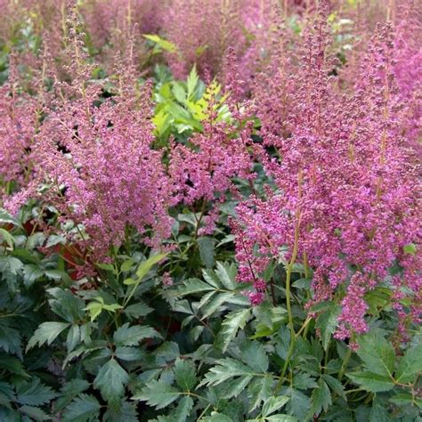 Астильба японская Маинц: купить в Москве саженцы Astilbe Mainz ...