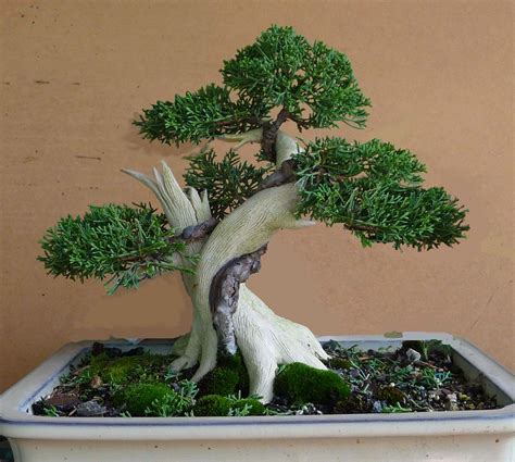 Tanuki Bonsai Technique About Bonsai