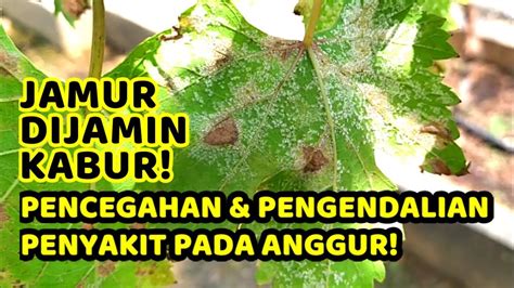pencegahan pengendalian jamur  anggur lengkap detail youtube