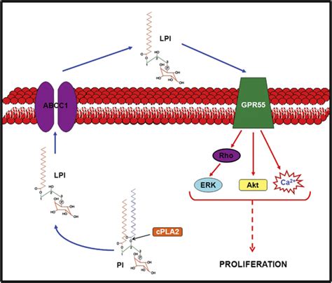 LPI And GPR55 Define A New Autocrine Loop In Cancer Cells Regulating