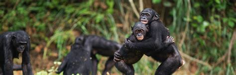 Study Reveals A Surprising Similarity Between Bonobos And Humans